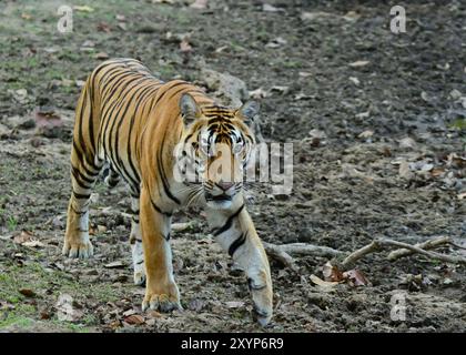 Wilder bengalischer Tiger fotografiert während einer Safari in Indien, trinkt, wandert und liegt im Dschungel Stockfoto