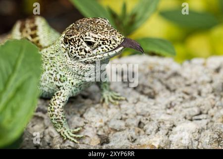 Zauneidechse Stockfoto