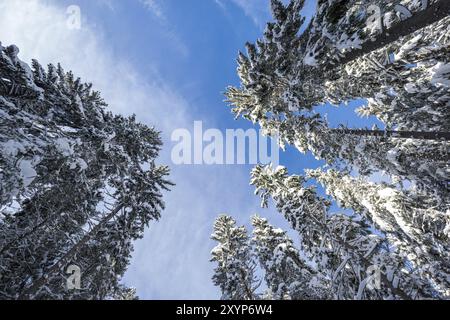 Im Schwarzwald verschneite Bäume, von unten mit einem Weitwinkelobjektiv fotografiert Stockfoto