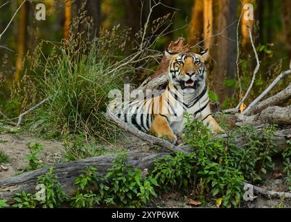 Wilder bengalischer Tiger fotografiert während einer Safari in Indien, trinkt, wandert und liegt im Dschungel Stockfoto