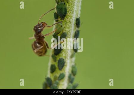 ANT kümmert sich um Blattläuse Stockfoto