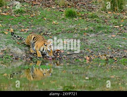 Wilder bengalischer Tiger fotografiert während einer Safari in Indien, trinkt, wandert und liegt im Dschungel Stockfoto