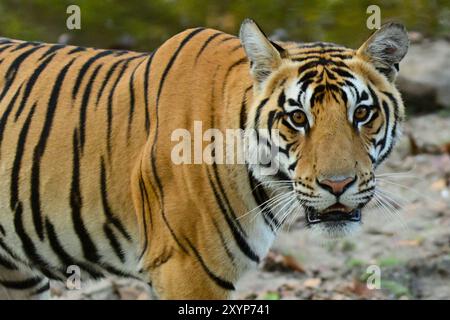 Wilder bengalischer Tiger fotografiert während einer Safari in Indien, trinkt, wandert und liegt im Dschungel Stockfoto