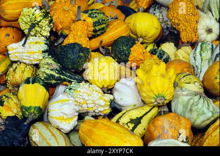 Grosse Mengen verschiedener Zierkürbisse Stockfoto