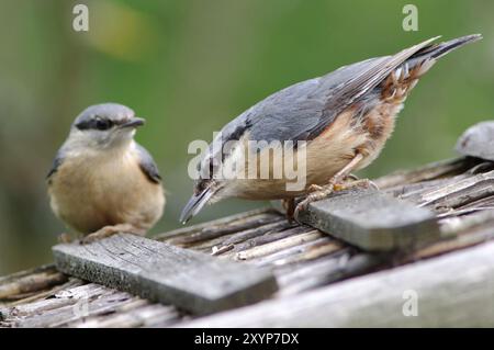 Kleiber mit Baby, eurasischer Nuthatch mit Baby Stockfoto