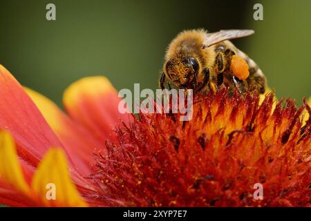 Kokarde Blüte mit Hummel Stockfoto