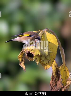 Goldfink auf Sonnenblume Stockfoto