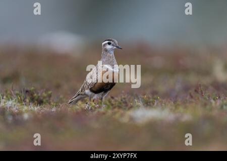 Eurasischer Dotterel (Charadrius morinellus), in der Tundra, Finnmark, Norwegen, Europa Stockfoto