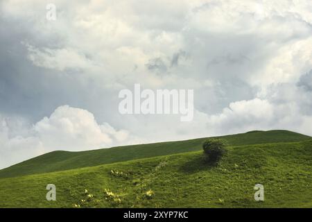 Ein sanfter Hang eines grünen Hügels mit seltenen Bäumen und üppigem Gras vor einem blauen Himmel mit Wolken. Das Sonoma Valley Stockfoto