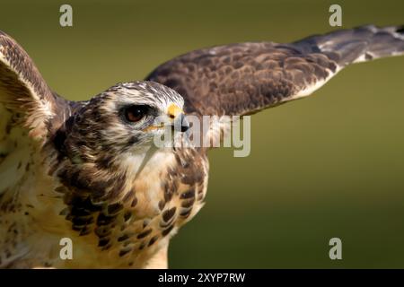 Bussard Stockfoto