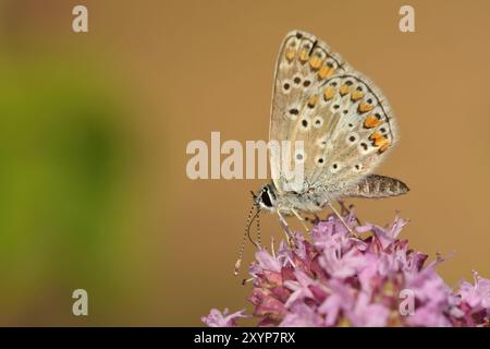 Hauhechel blauer Schmetterling Stockfoto