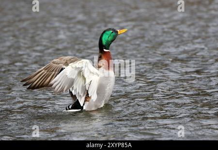 Stockente Stockfoto