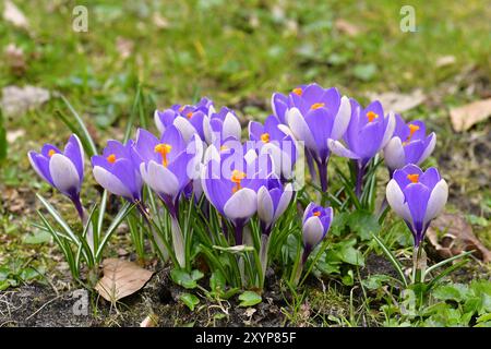 Wildfrühlingskrokus (Crocus vernus 'Pickwick'), Blütenfarbe weiß-violett, Deutschland, Europa Stockfoto