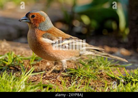 Gemeinsamen Buchfink Stockfoto