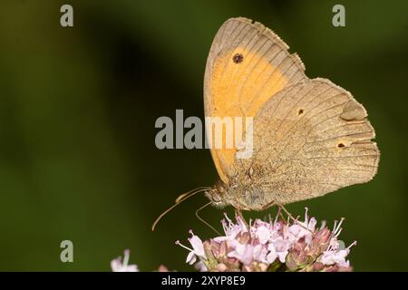 Große Ochsenauge Gänseblümchen auf Dost Stockfoto