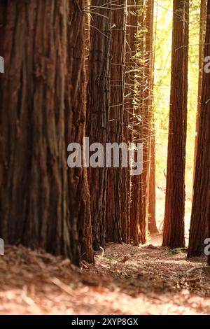 Redwood-Wald bei Sonnenuntergang in Cabezon de la Sal, Kantabrien Stockfoto