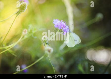 Brimstone Schmetterling auf einer rosa Blume Stockfoto