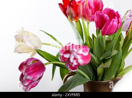 Frische Tulpenblüten in verschiedenen Farben im Frühling Stockfoto