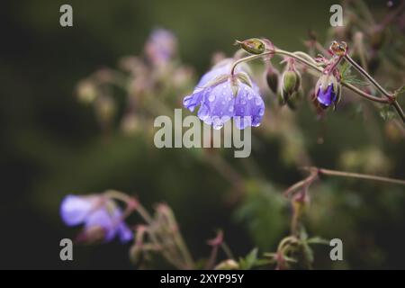 Geranie auf der Wiese. Blühende Geranie mit Fliederblüten im Gras. Heilpflanze. Abendaufnahme Stockfoto