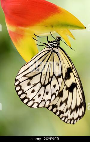 Baumnymphe am Schnabel (Helikonia) Stockfoto