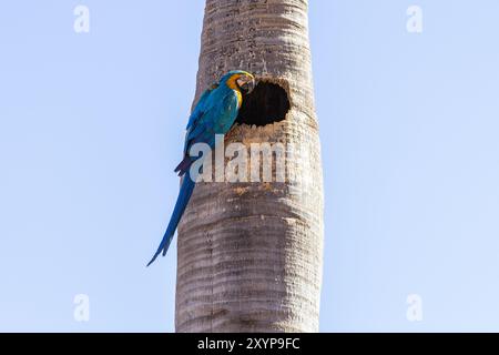 Goiania, Goias, Brasilien – 30. August 2024: Ein Ara auf dem Stamm einer Kokospalme mit blauem Himmel im Hintergrund. Stockfoto