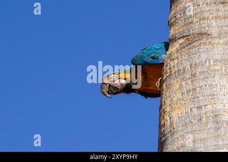 Goiania, Goias, Brasilien – 30. August 2024: Ein Ara mit einer Hälfte seines Körpers in einem Loch in einem Kokosbaum. Stockfoto