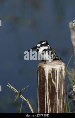 rattenvogel (Ceryle rudis) im Okavango-Delta, Botswana. Rattenvogel (Ceryle rudis) im Okavango-Delta, Botswana, Afrika Stockfoto