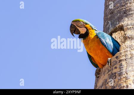 Goiania, Goias, Brasilien – 30. August 2024: Ein Ara mit einer Hälfte seines Körpers in einem Loch in einem Kokosbaum. Stockfoto