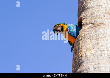 Goiania, Goias, Brasilien – 30. August 2024: Ein Ara mit einer Hälfte seines Körpers in einem Loch in einem Kokosbaum. Stockfoto