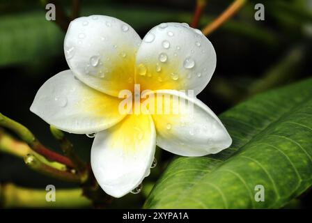 Frangipani (Plumeria alba), weiße Blüten mit Wassertropfen, Teneriffa, Kanarische Inseln, Spanien, Europa Stockfoto