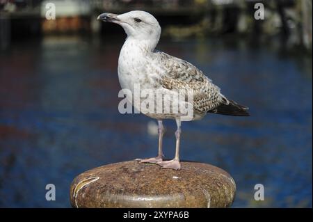 Junge Heringsmöwe sitzt auf einem Pfosten im Hafenbecken Stockfoto