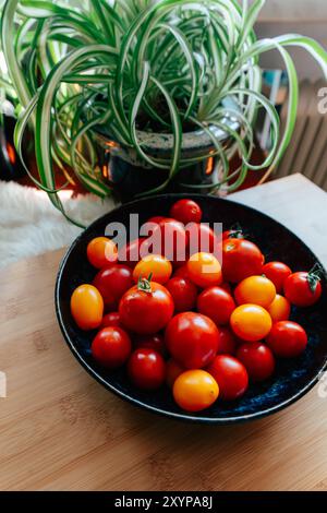 Eine bunte Auswahl an roten und gelben Kirschtomaten füllt eine schwarze Schüssel auf einem Holztisch. Üppig grüne Pflanzen bieten eine wunderschöne Kulisse Stockfoto