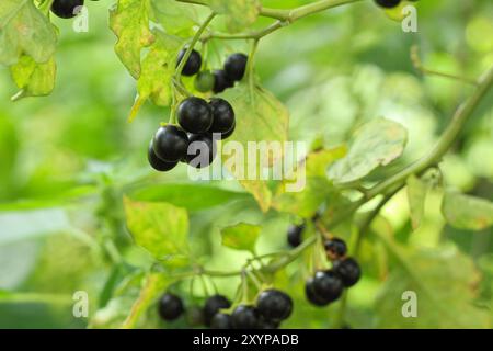 Das giftige Unkraut des schwarzen Nachtschattens (Solanum nigrum). Kugelförmige Früchte, reift auf üppigen Racemes. Schwarze Nachtschattenbeeren und breite Blätter. Stockfoto