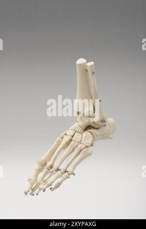 Fuß-Skelett Stockfoto