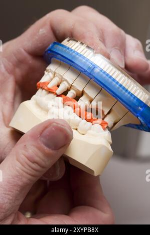 Prothesenmodell mit Ober- und Unterkiefer Stockfoto