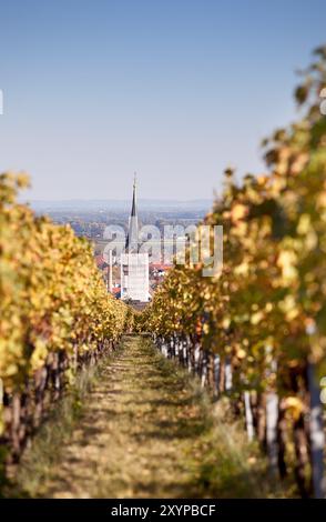 Weinberge an der südlichen Weinstraße im Herbst Stockfoto