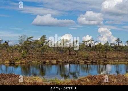 Moorauge Schwarzes Moor Stockfoto