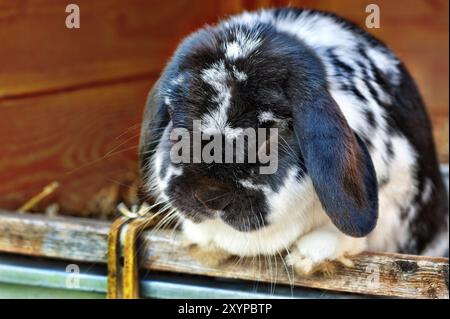 Zwergkaninchen in Schwarz-weiß Stockfoto