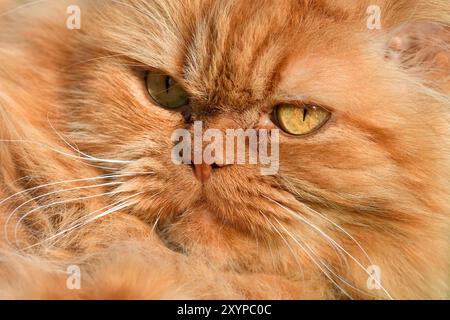 Perserkatze Stockfoto