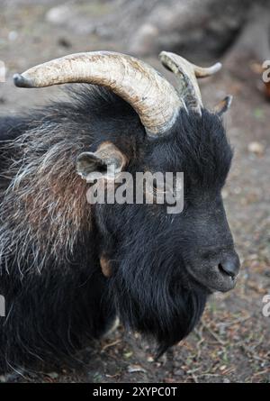 Zwerg billy Ziegenporträt Stockfoto