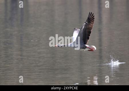 Gans Stockfoto