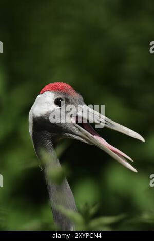 Porträt eines Rotkränes (Grus japonensis) mit weit geöffnetem Schnabel. Porträt eines Rotkränes (Grus japonensis) mit weit geöffnetem Schnabel Stockfoto