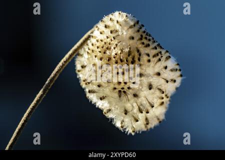 Detaillierte Makroaufnahme eines flauschigen weißen Samens boll einer Windblume (Anemone hapehensis) Stockfoto