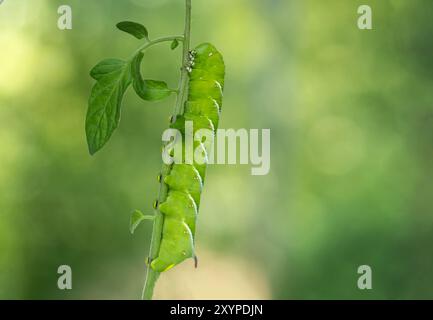 Tabak Hornworm, Manduca sexta, eine grüne raupe im späten Larvenstadium, Nahaufnahme auf Tomatenstiel Stockfoto