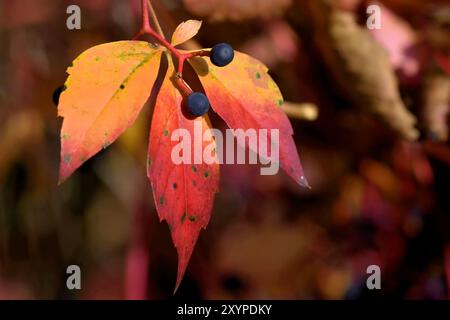 Wilder Wein im Herbst Stockfoto