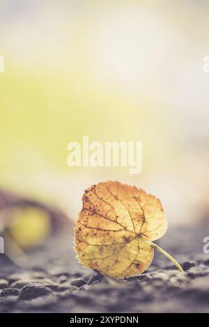 Nahaufnahme des bunten Blattes, das auf dem Boden liegt. Herbstzeit Stockfoto