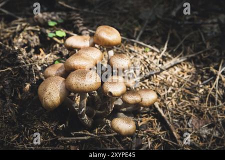 Close-up-Speisepilze von Honigagariken in einem Nadelwald. Pilzgruppe in der natürlichen Umgebung Stockfoto