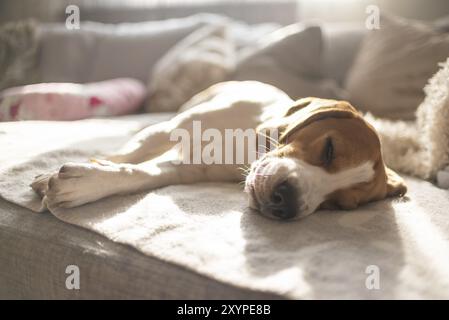 Beagle Hund müde schläft auf einem gemütlichen Sofa, Couch, Sonne fällt durch Fenster Hund Hintergrund Stockfoto