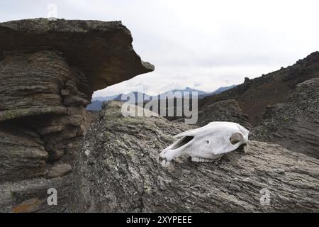 Der Schädel einer Kuh liegt auf einem Steinpilz in einer Höhe von 3200 Metern des Mount Elbrus. Das Konzept des Todes und der verlassenen Orte Stockfoto