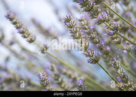 Frisches lila Lavendel Blüten in Frankreich, blauer Himmel, Post Card Stockfoto